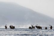 Jackson Hole Natur und Tiere